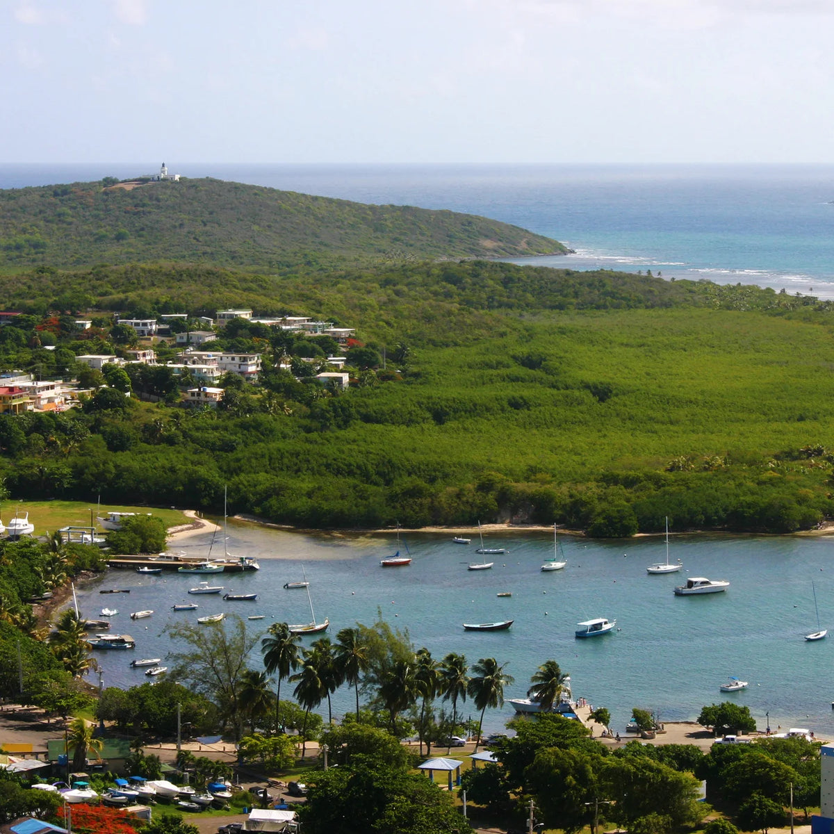 Elevated view of boats scattered across a bay, with waterfront buildings, palms and a wooded headland beyond.