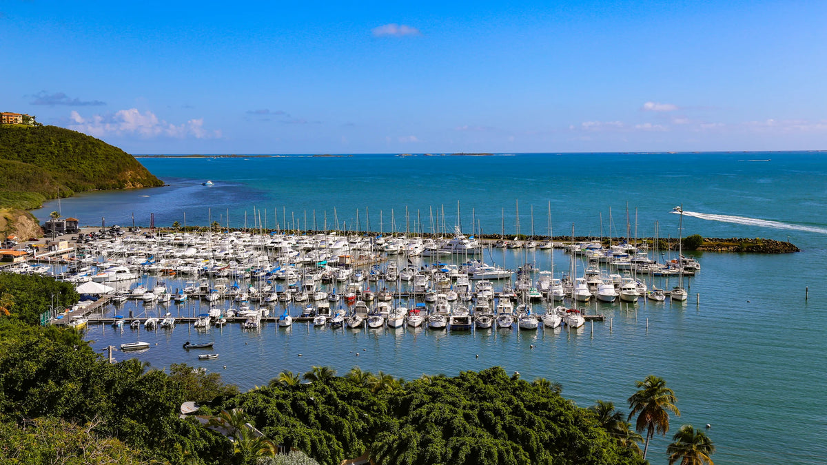 Elevated view of sailboats and powerboats at marina docks, with a wooded hillside, foreground palms and open sea beyond.