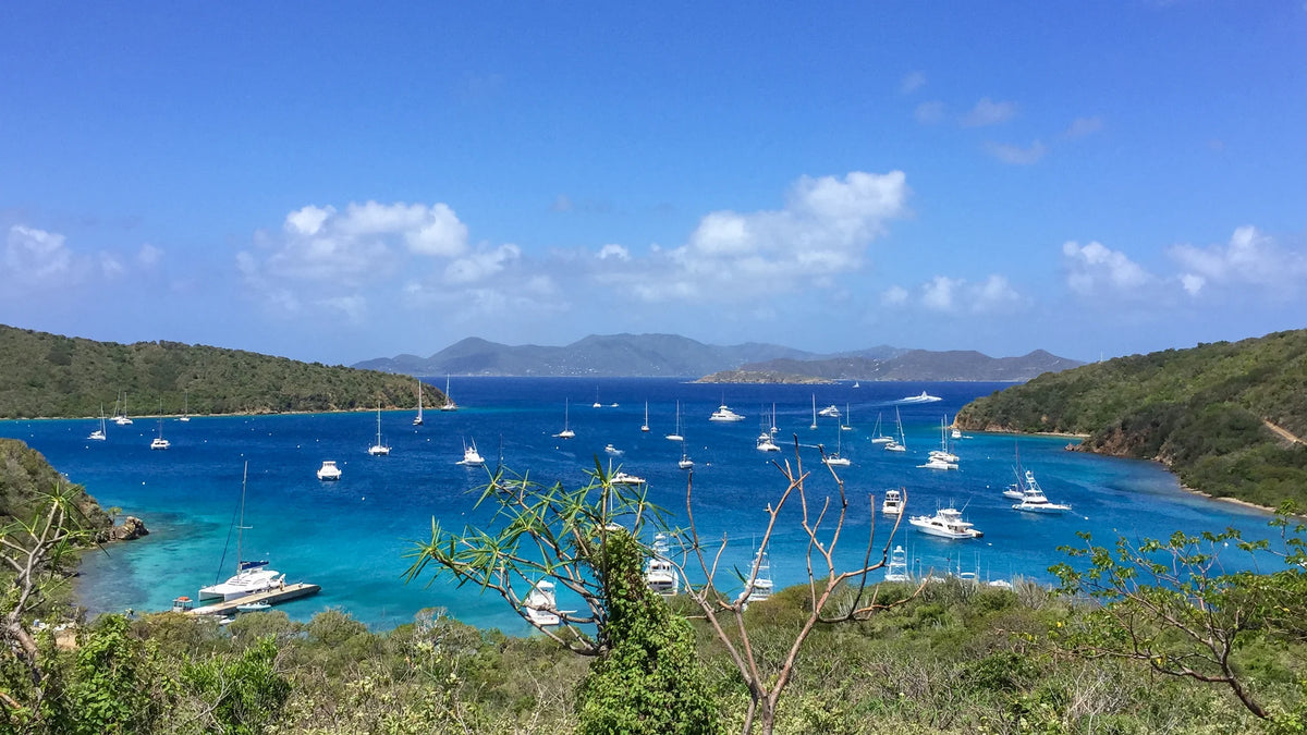 Sailboats and catamarans on blue water between wooded slopes, with foreground branches and distant land.