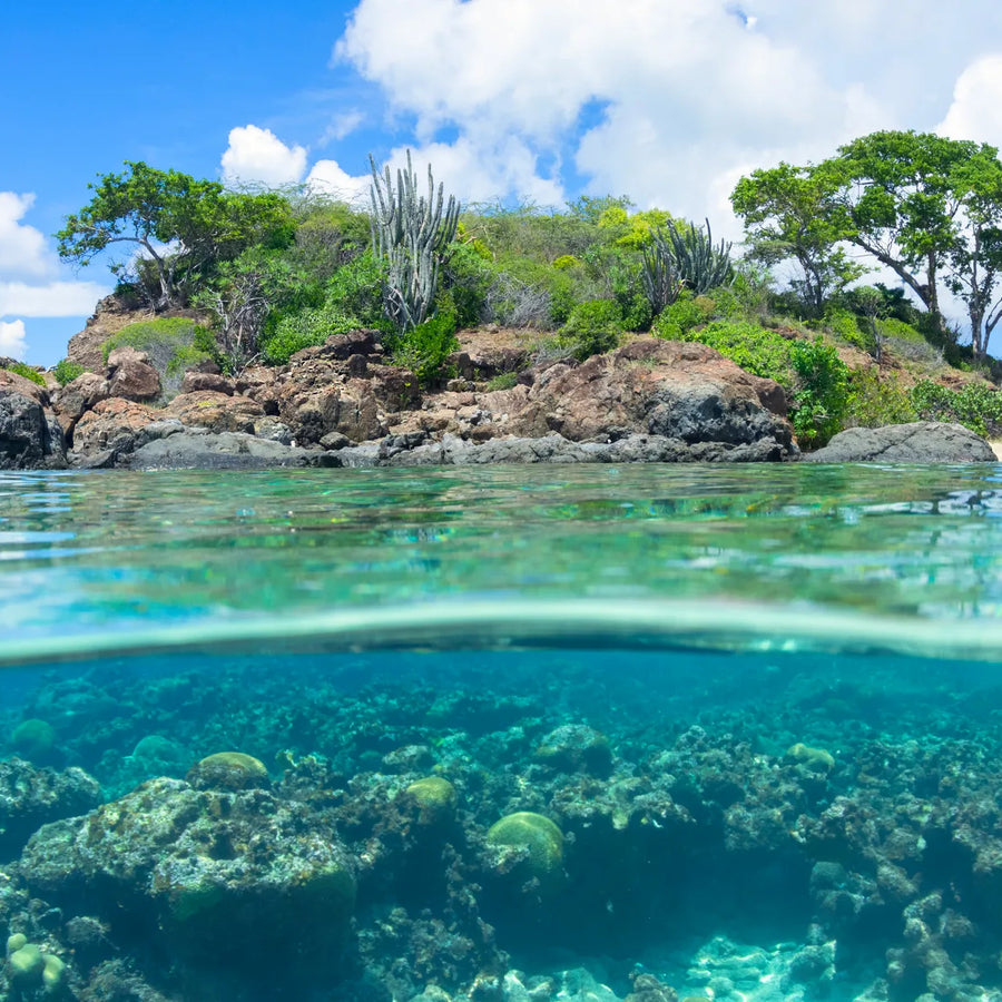 Coral formations beneath clear turquoise water, with a rocky shoreline, tall cacti, and leafy trees above the waterline.