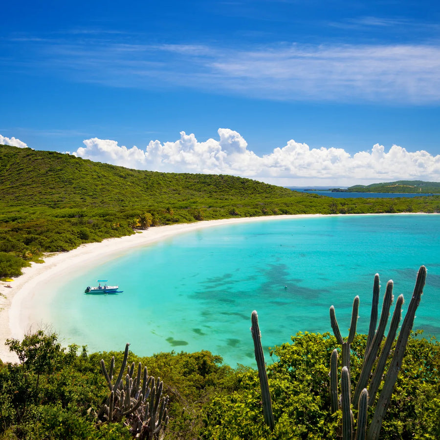 Tall cacti frame a turquoise bay, with a small boat beside a sweeping sandy beach backed by green hills.